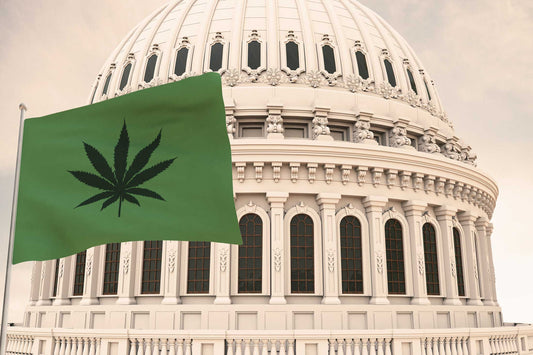 Das „berühmte“ Cannabis