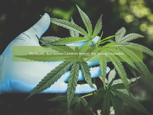 Herkunft von medizinischem Cannabis: Aus diesen Ländern kommt das meiste Cannabis