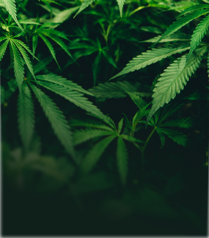 Medizinisches Cannabis