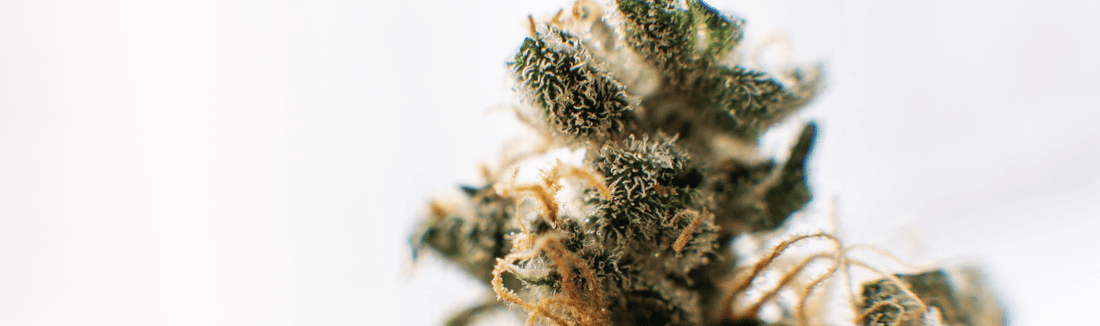 Terpene in Cannabis