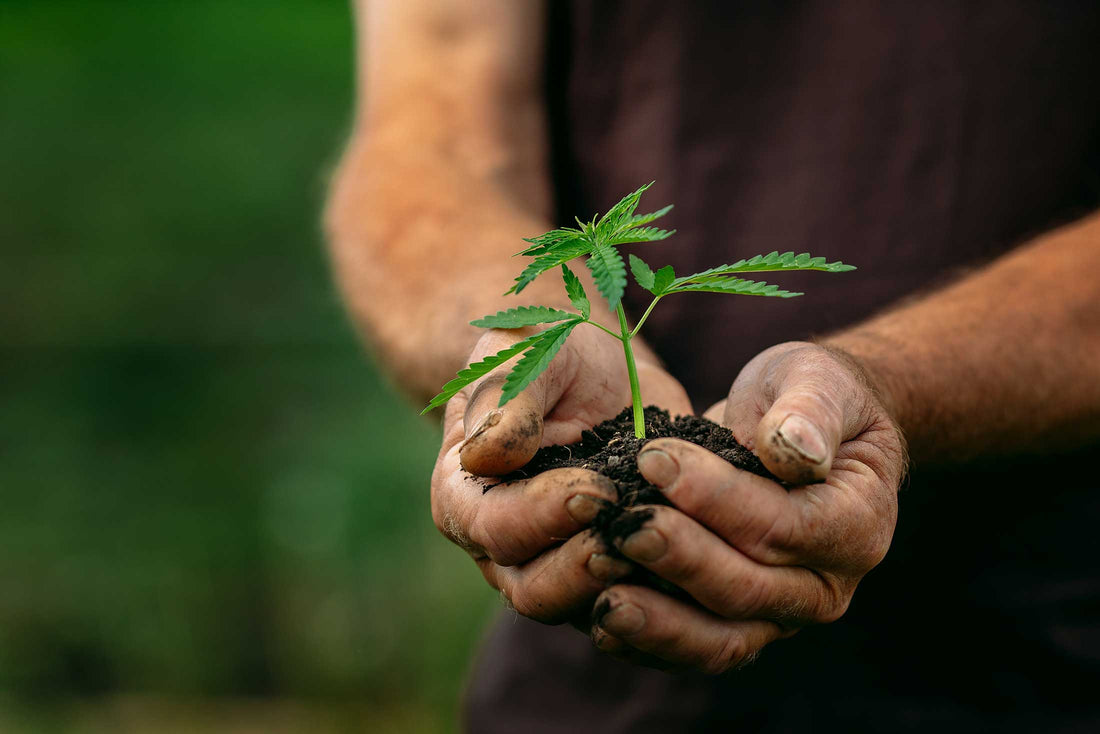 Von der Pflanze zum Arzneimittel – der Cannabisanbau